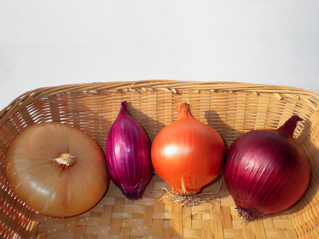 Cipolle (o scalogni)