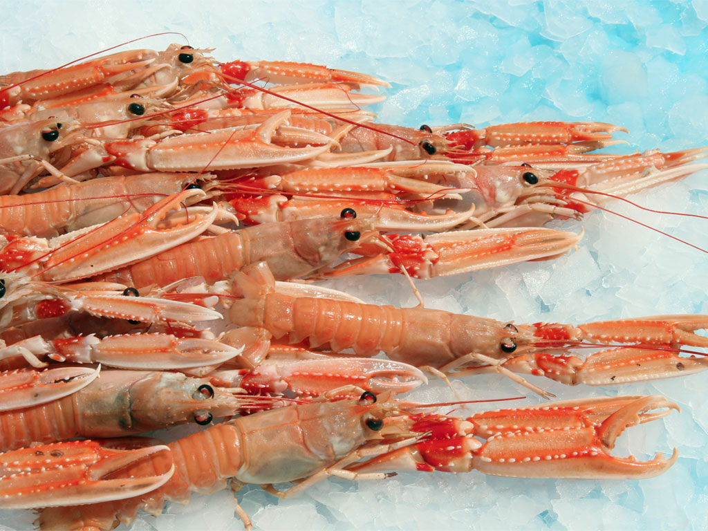 Scampi lessi