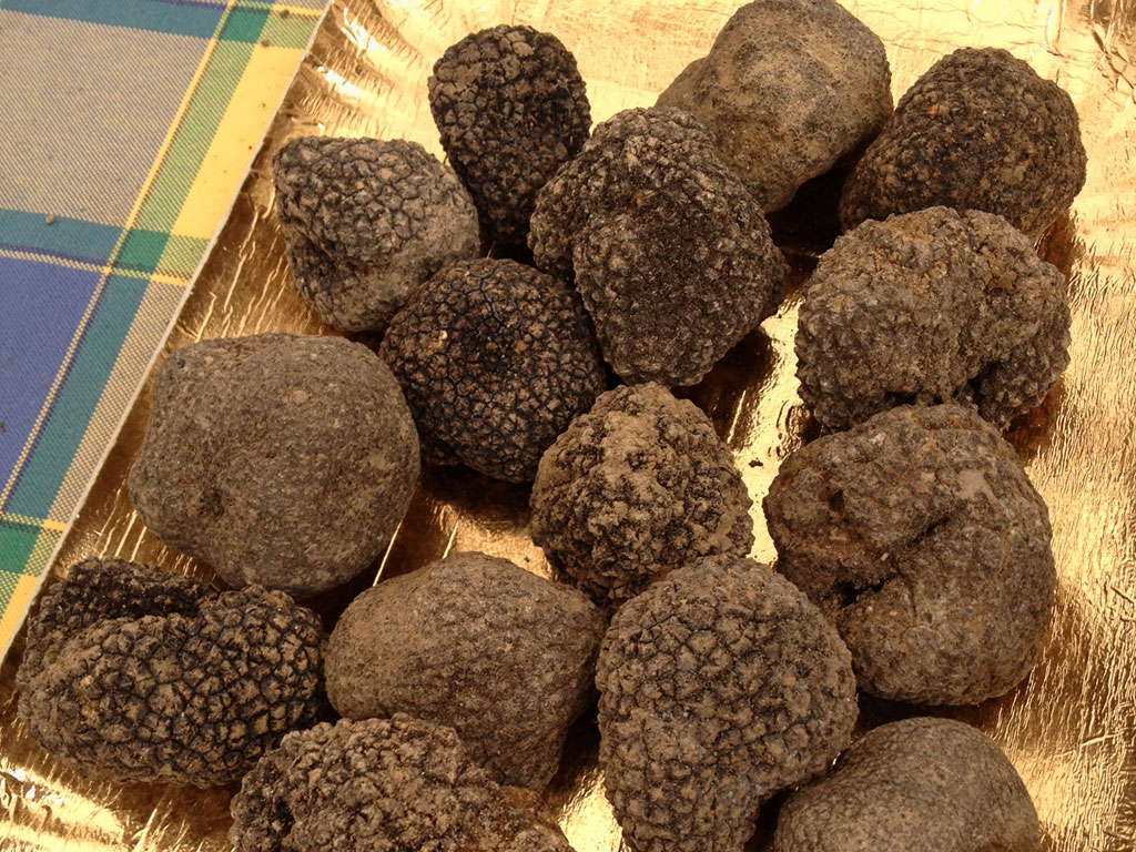 Tartufo nero
